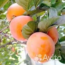 Саженцы Хурмы