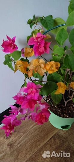 Бугенвиллия