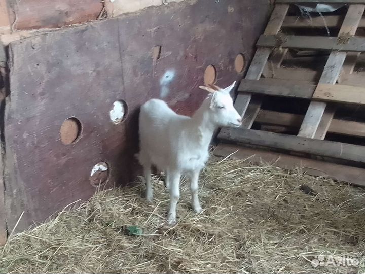 Козачка 3 месица