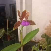 Cattleya bicolor