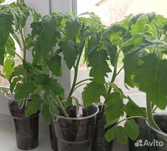 Рассада помидоров томатов
