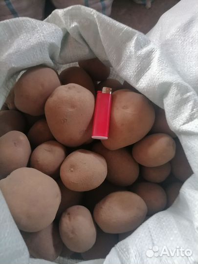 Продам картофель