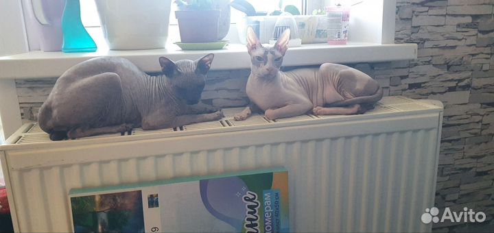 Донской сфинкс