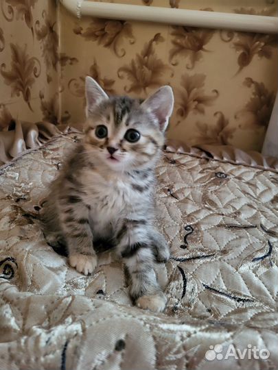 Кошки в добрые руки бесплатно