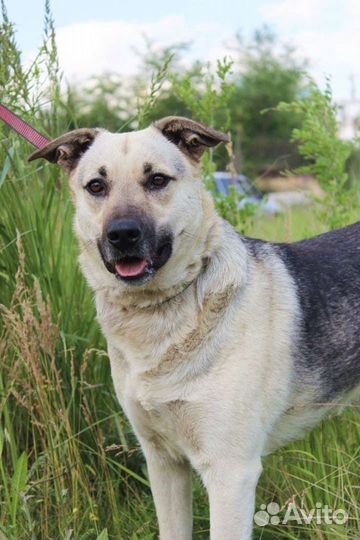 Собака Фета