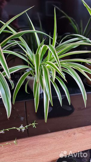 Хлорофитум