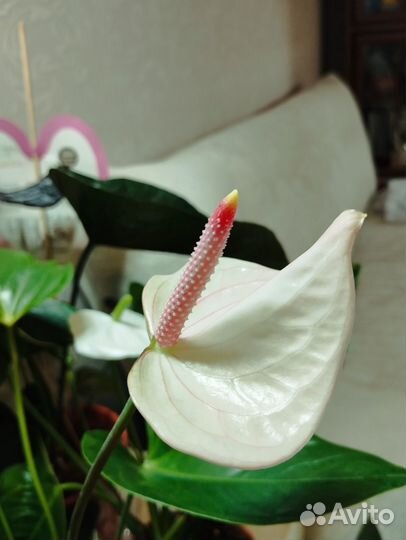 Сортовые антуриумы