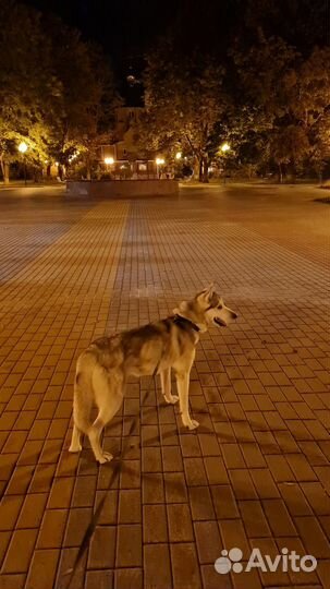 Хаски в добрые руки