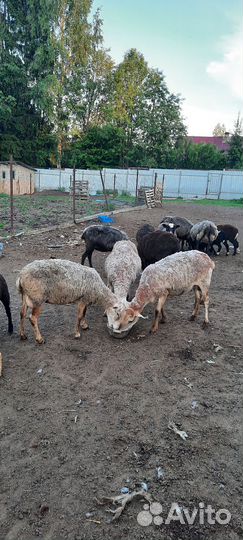 Овцы бараны ягнята