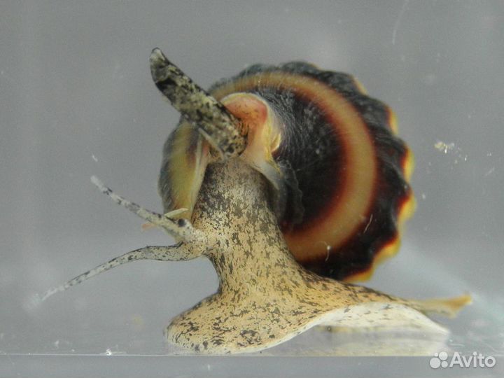 Улитка хелена