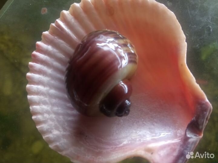 Улитки ампулярии