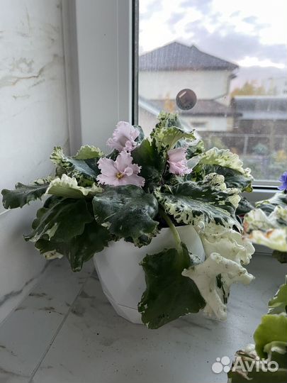Фиалка