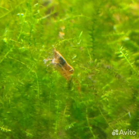 Аквариумные креветки и растения