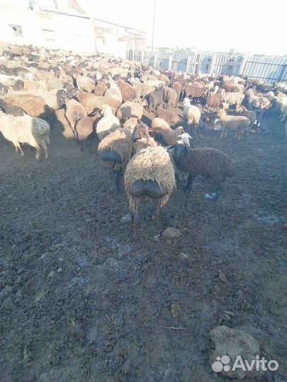 Продам баранов,овец,ярок