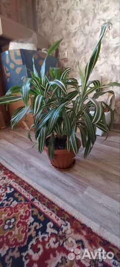 Домашний цветок в горшке