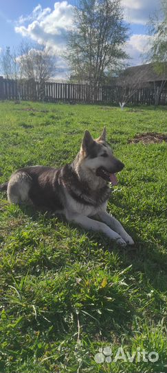 Вязка собак восточно-европейская овчарка