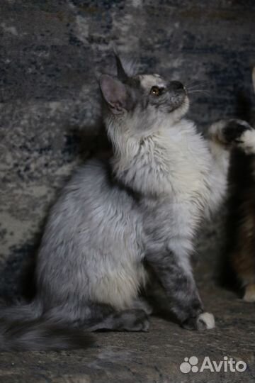 Котенок Мейн-кун, Голубой крем на серебре