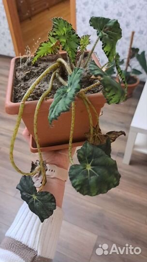 Комнатные цветы разные