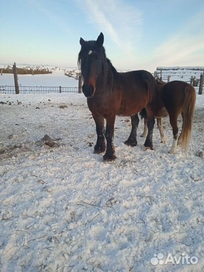 Жеребец полутяж