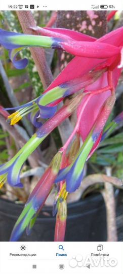 Комнатное красиво Цветущее растение