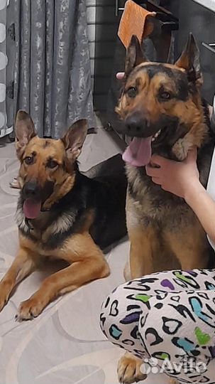 Отдам щенков вео