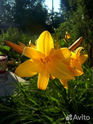 Лилии, лилейники, ирисы