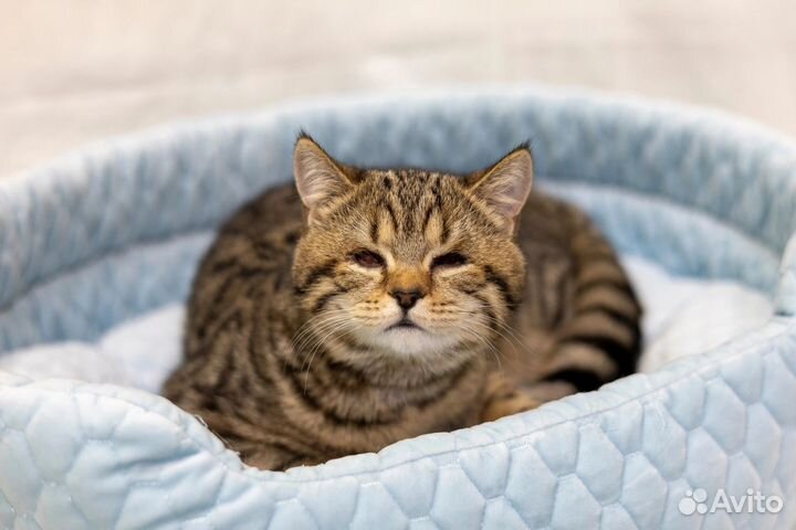 Особенные котята в заботливые руки