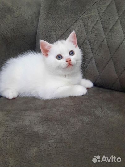 Шотландский белый котенок