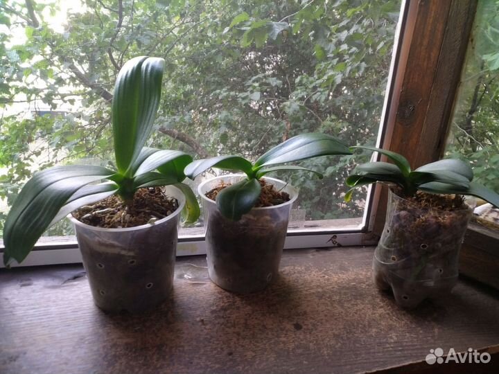 Орхидея фаленопсис