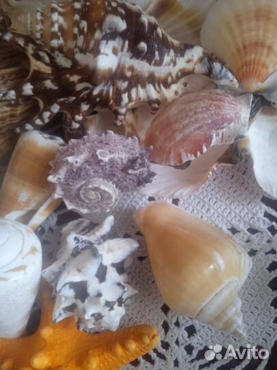Набор ракушек