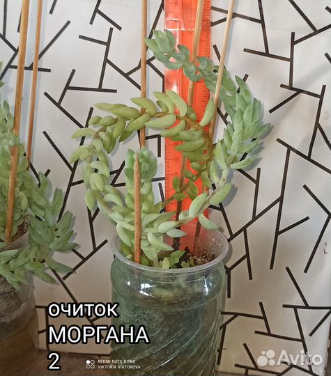 Очитки Моргана, Буритто