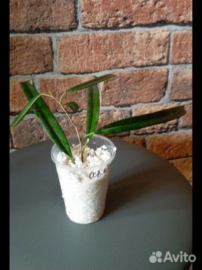 Аглаонема Боксинг, алоказия Калидора и живой мох