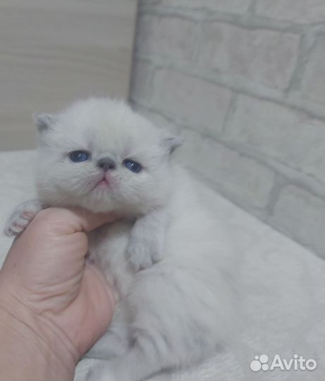 Котята экзот