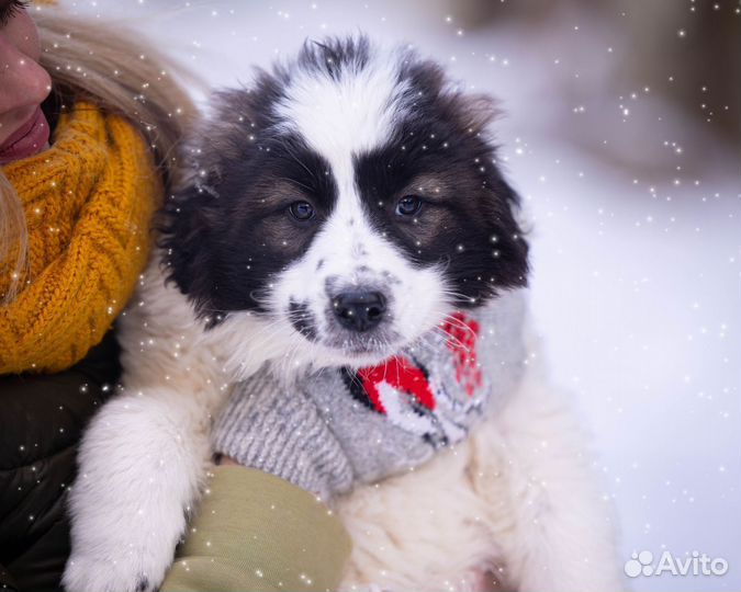 Щенок в добрые руки