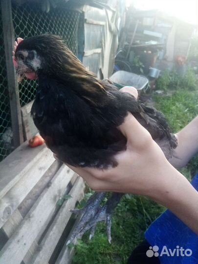 Молодые породистые петушки