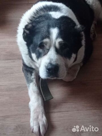 Среднеазиатская овчарка алабай бесплатно