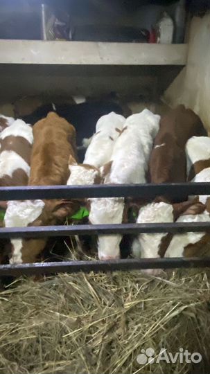 Телята Бычки сименталы