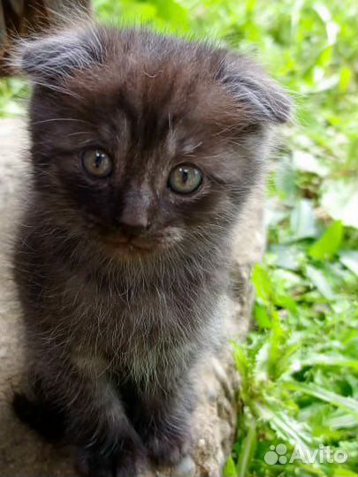 Британские- шотландские котята