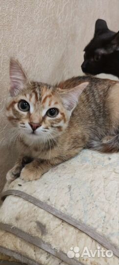 Молоденькая малышка месяца 4