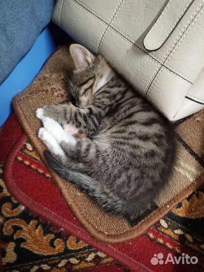 Мальчик в добрые руки