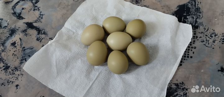 Инкубационное яйцо фазана