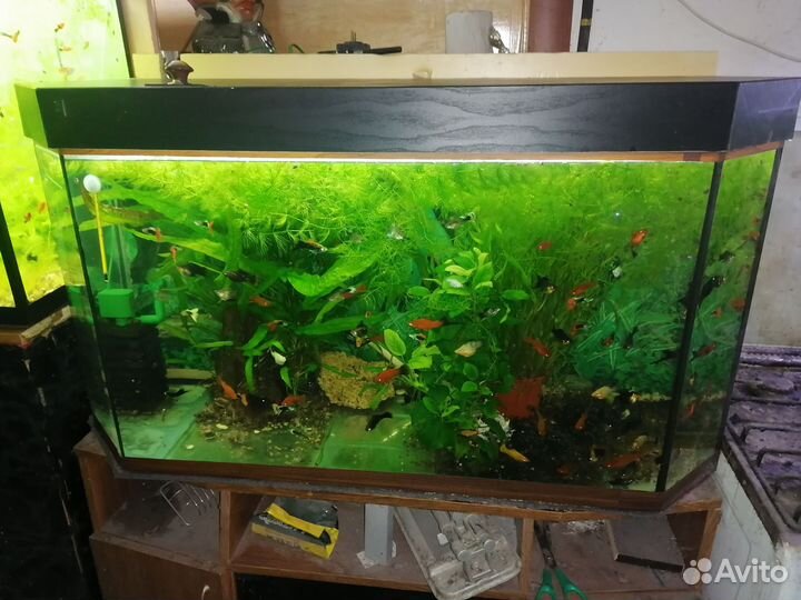 Аквариум