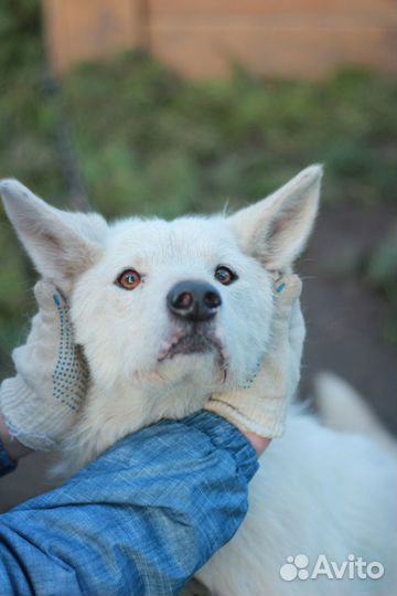 Шикарный пёс