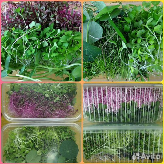 Микрозелень