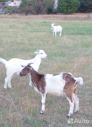 Продается дойная коза
