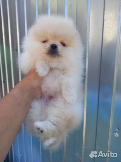 Померанский шпиц