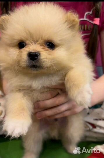 Померанский Шпиц малыши мини