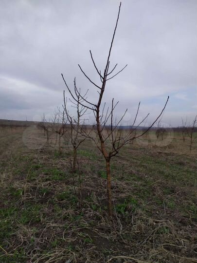 Участок 3 га (СНТ, ДНП)