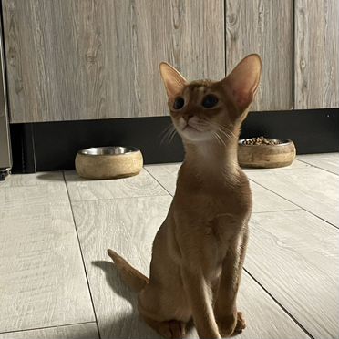 Абиссинский котёнок