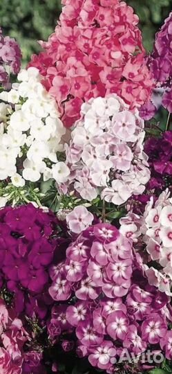 Флоксы многолетние